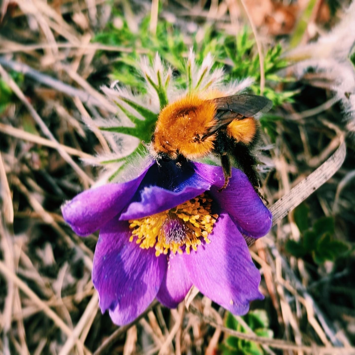 Shaggy jerk in search of sweets - My, Bumblebee, Nature, Food, Mobile photography, Flowers, Longpost, Insects