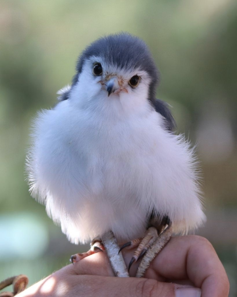 Dwarf Falcon - Falcon, Birds, The photo, Nature, Animals, Longpost