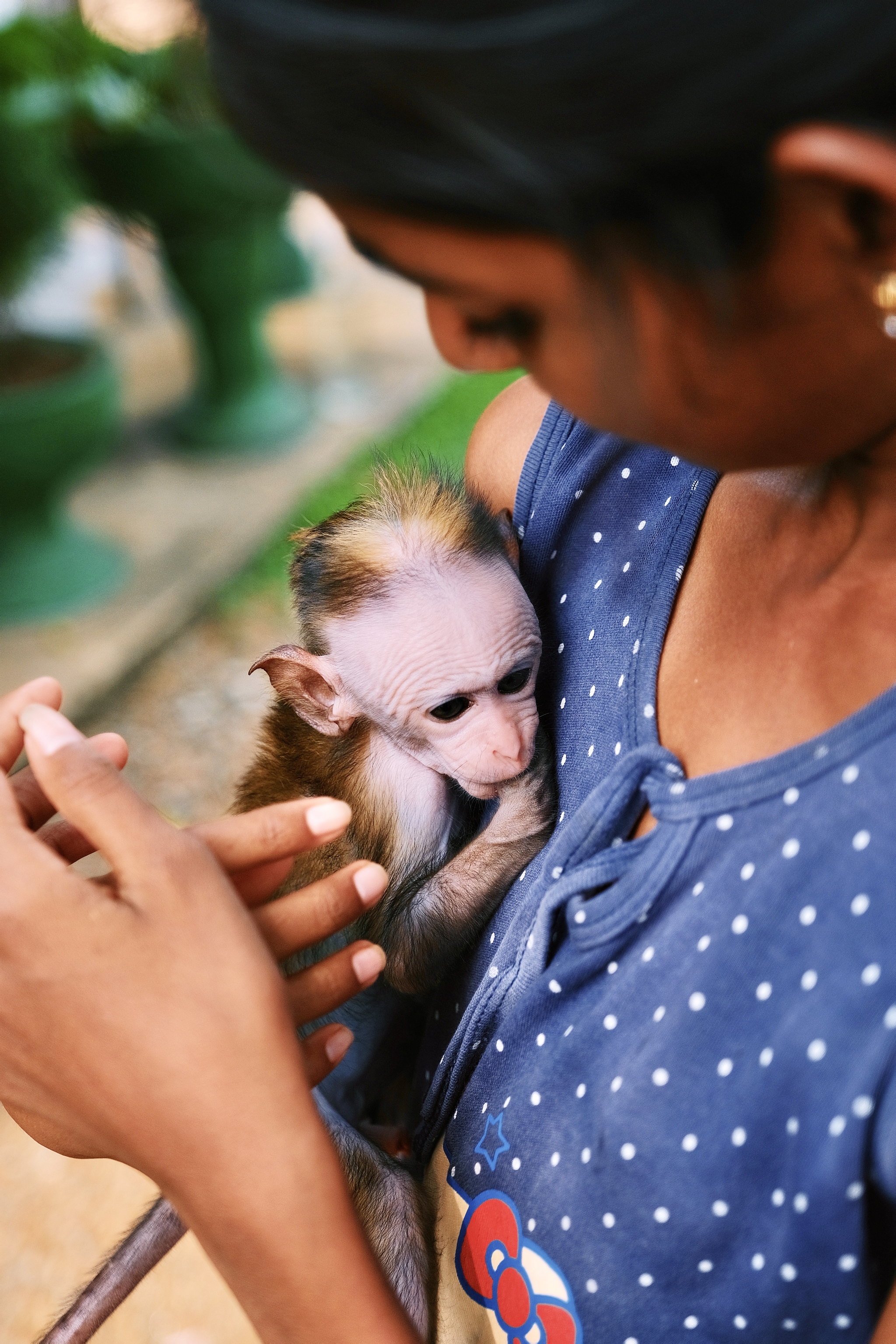 Sri Lankan kids with their cat - My, The photo, Travels, Sri Lanka, Children, Portrait, Monkey, Fujifilm, Longpost