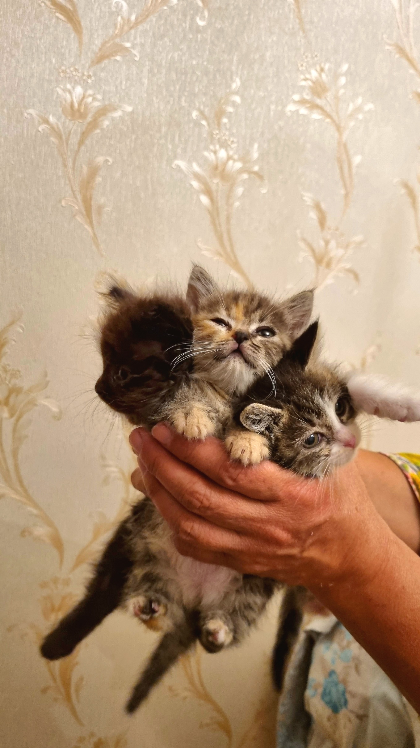 Host, where are you? Pick me up already! - cat, Kittens, Almaty, In good hands, Helping animals, Longpost, No rating