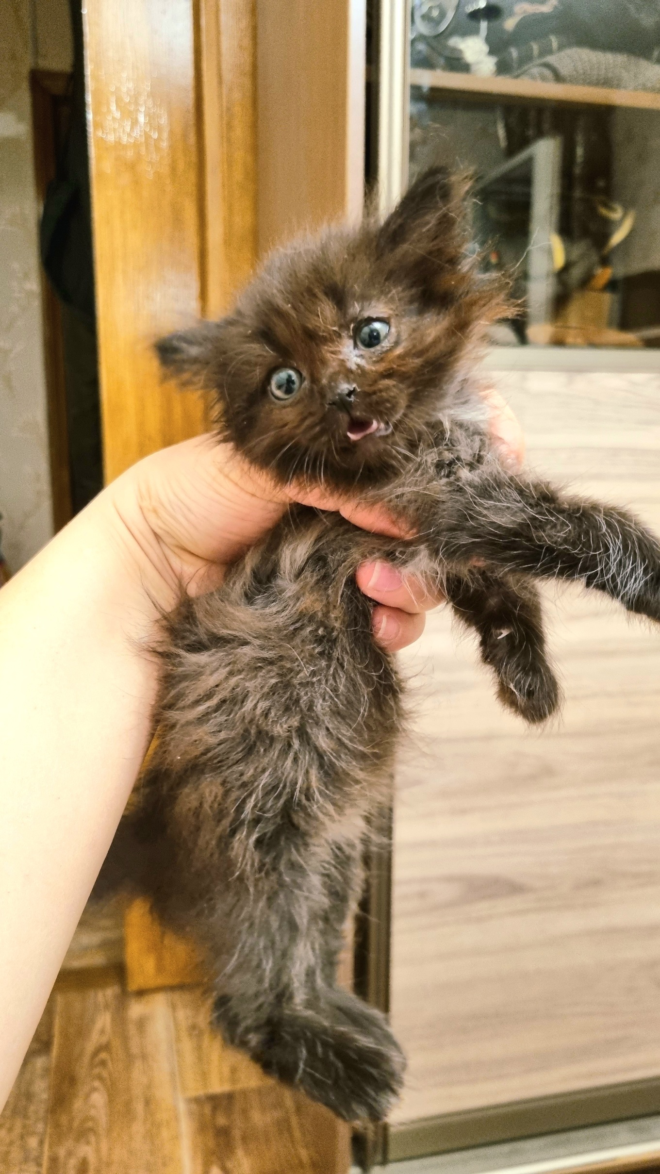 Host, where are you? Pick me up already! - cat, Kittens, Almaty, In good hands, Helping animals, Longpost, No rating