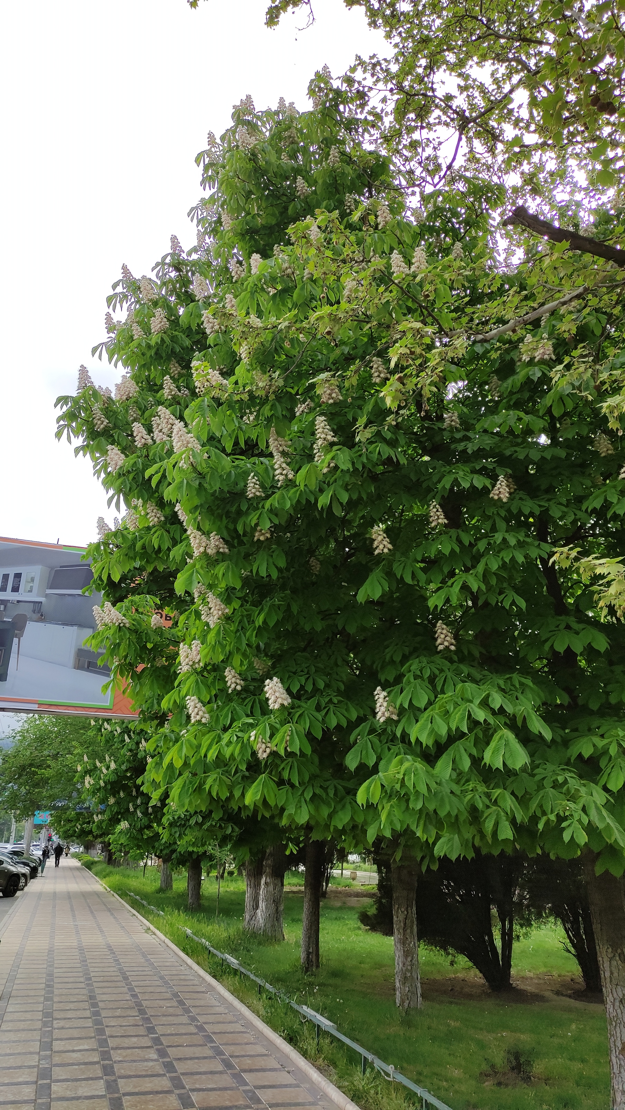 Horse chestnut tree in Makhachkala today - My, Tree, Nature, The photo, Dagestan