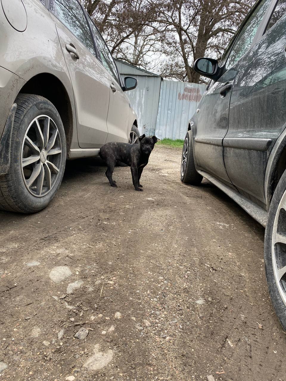 The power of the Peekaboo, let's add a baby? - My, In good hands, French Bulldog, Longpost, Dog, No rating