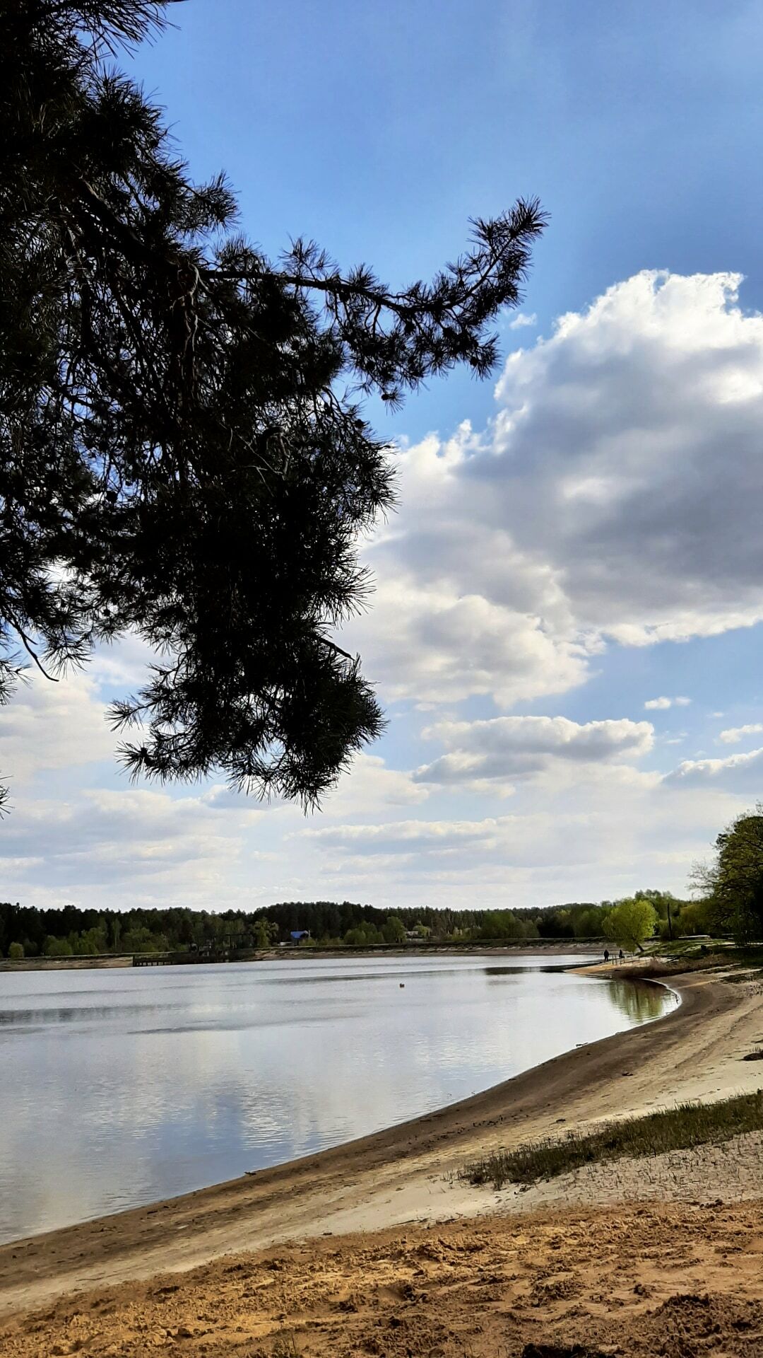 Pine Coast - My, Nature, Spring, May, River, Sky, The photo, beauty, Longpost