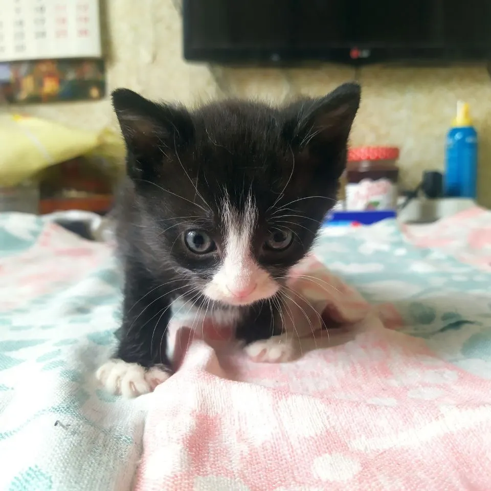 Kittens found in the bag in the garbage - My, Kittens, cat, Helping animals, Moscow, Khimki, In good hands, Longpost