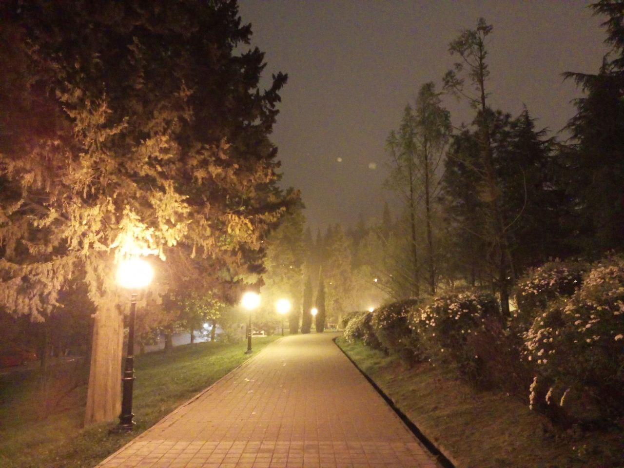 Walks in Sochi - My, Sochi, The photo, Mobile photography, The street, Street photography, Night, Night shooting, Walk, City walk, Night city, Tree, Lighting, Lamp