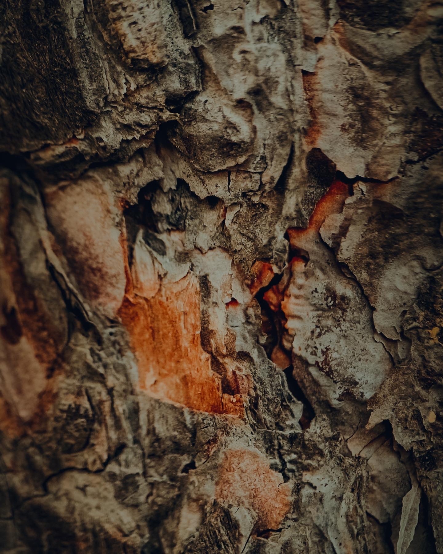 A world of wooden textures - My, Nature, Forest, Tree, Longpost