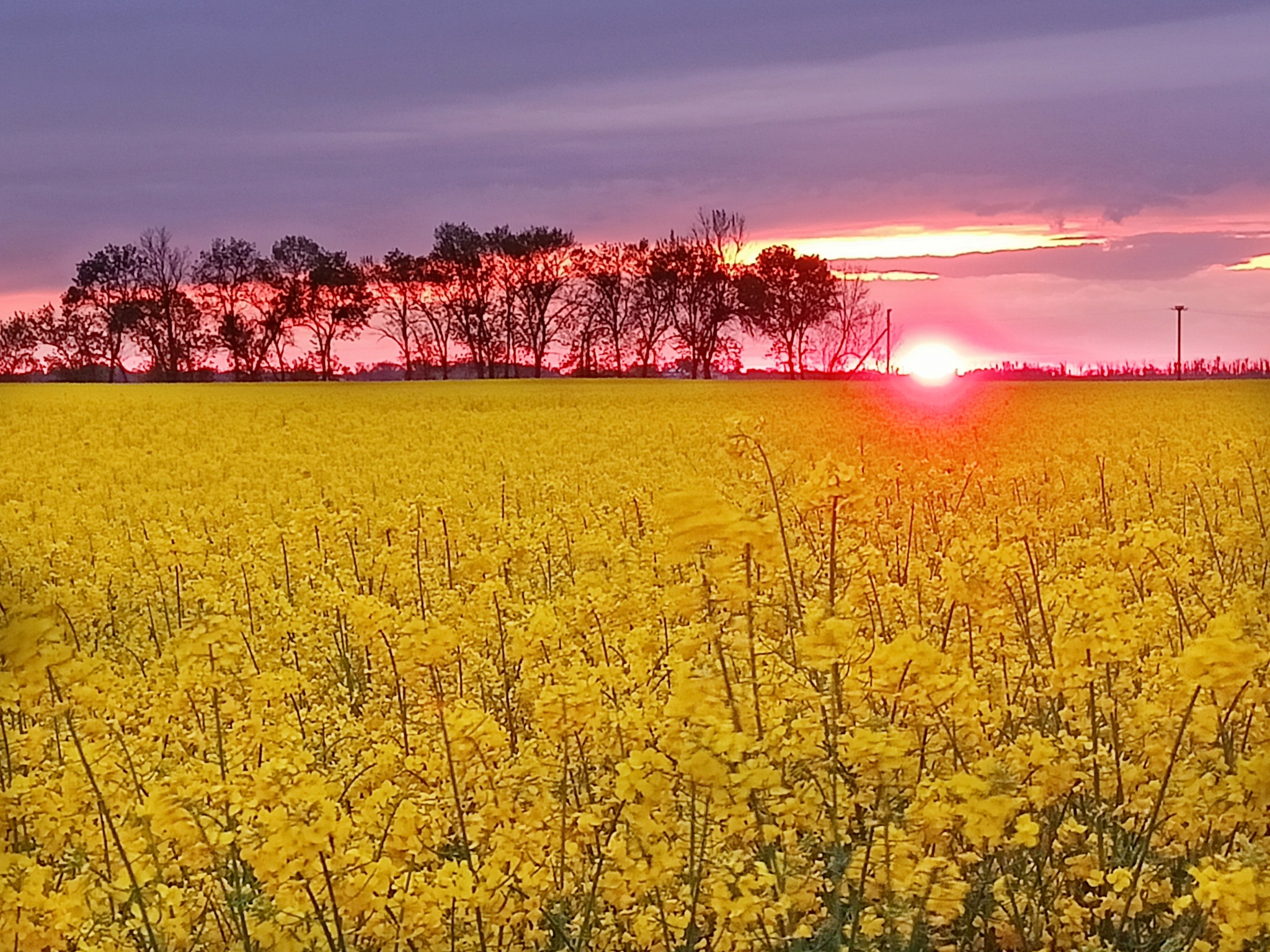 May Day sunset in Kuban - My, Not photoshop, Russia, Battle of sunsets, Kuban