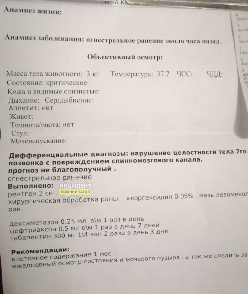 Shooting of a cat in Nizhny Tagil - cat, Pets, Nizhny Tagil, Sverdlovsk region, Cruelty to animals, Gun, Fired a gun, Wound, Police, Police inaction, Negative, Savagery, Nonhumans, Longpost, Flailing