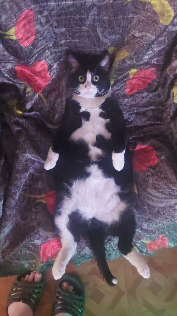 My cat - My, cat, Belly, Pose, Pets, Fat cats, Longpost