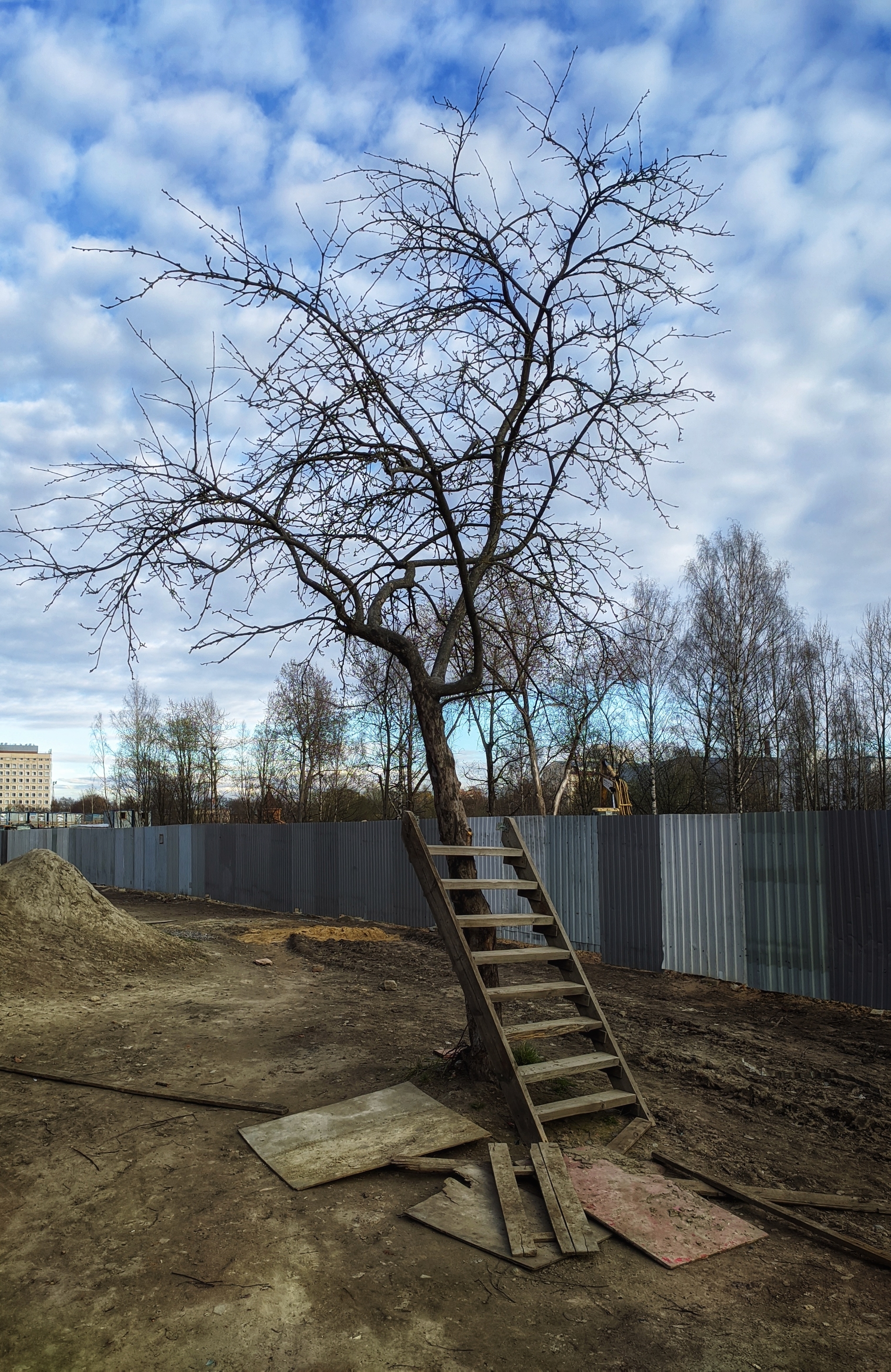 Дерево и лестница - Моё, Мобильная фотография, Санкт-Петербург, Дерево, Лестница, Mtb, BMX, Pump