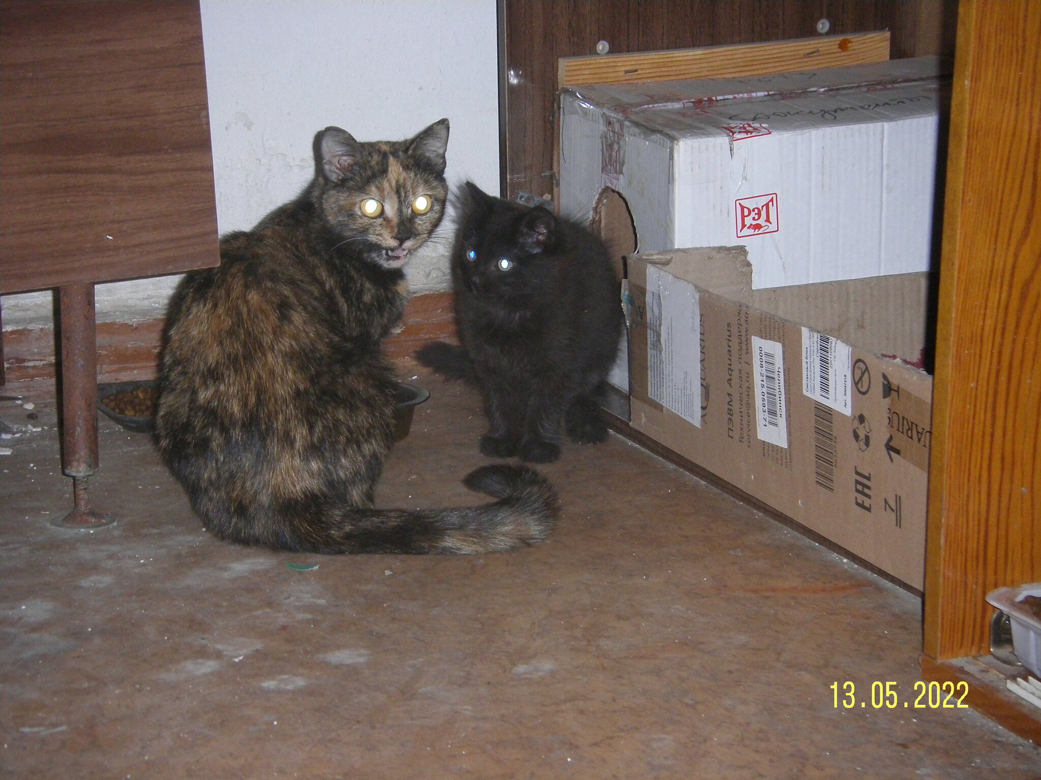 Kittens and Mother Cat 3 - My, Helping animals, In good hands, cat, Homeless animals, Longpost