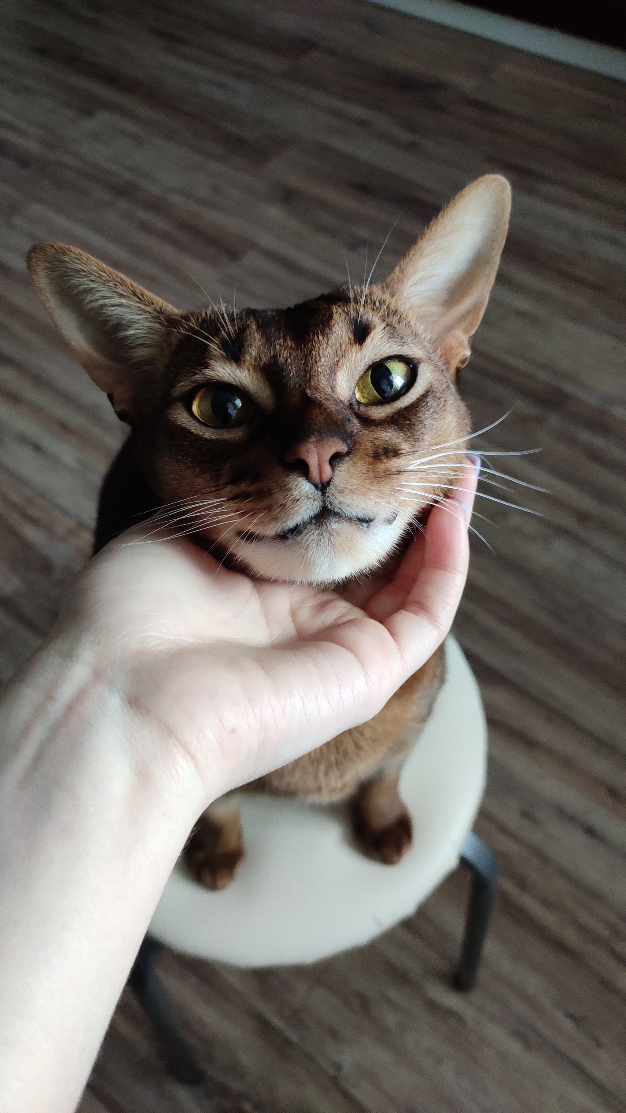 Simon the Cat. He knows how to smile :) - My, cat, Abyssinian cat