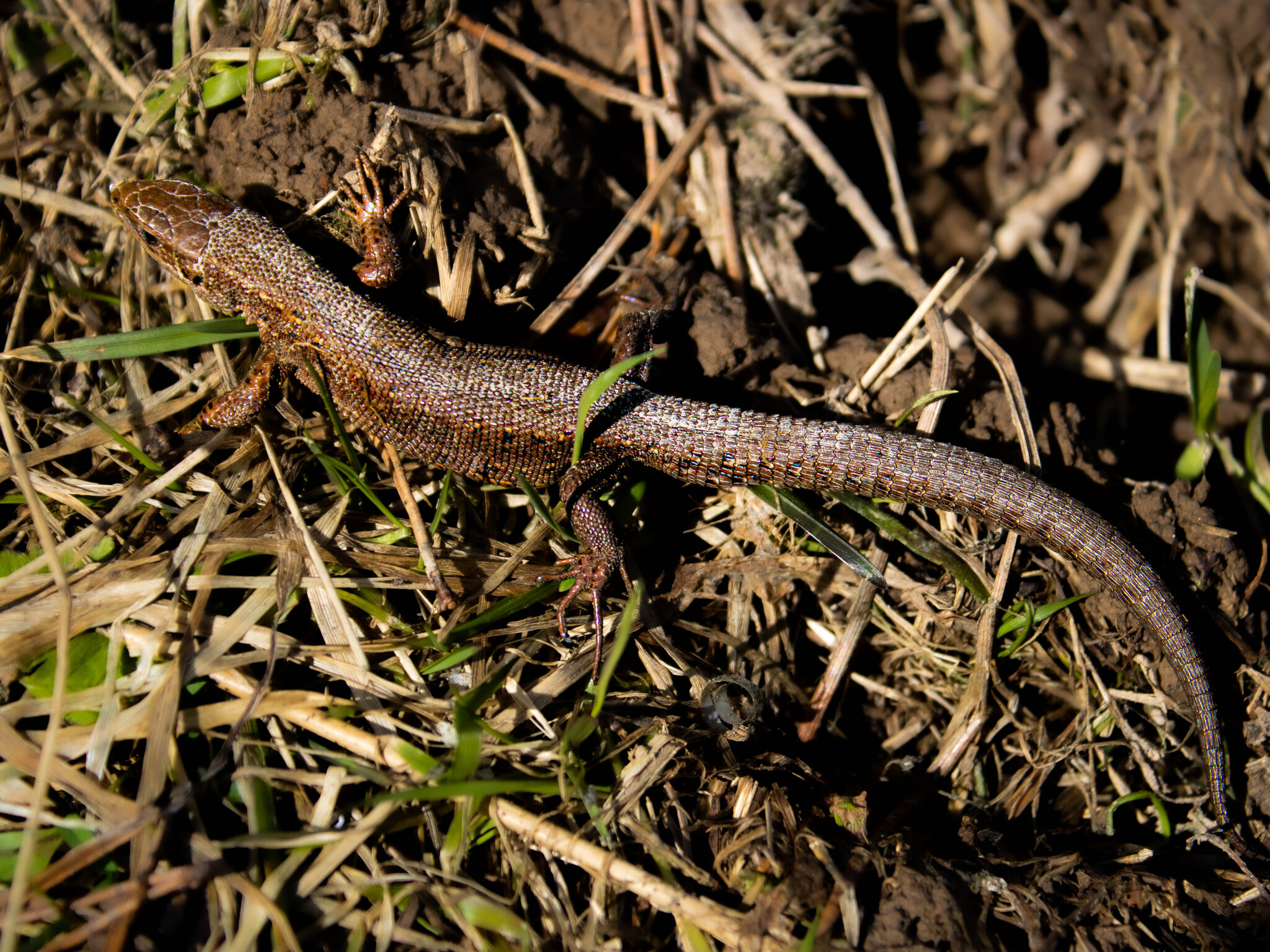 Lizard - My, Canon, The photo, Lizard, Reptiles