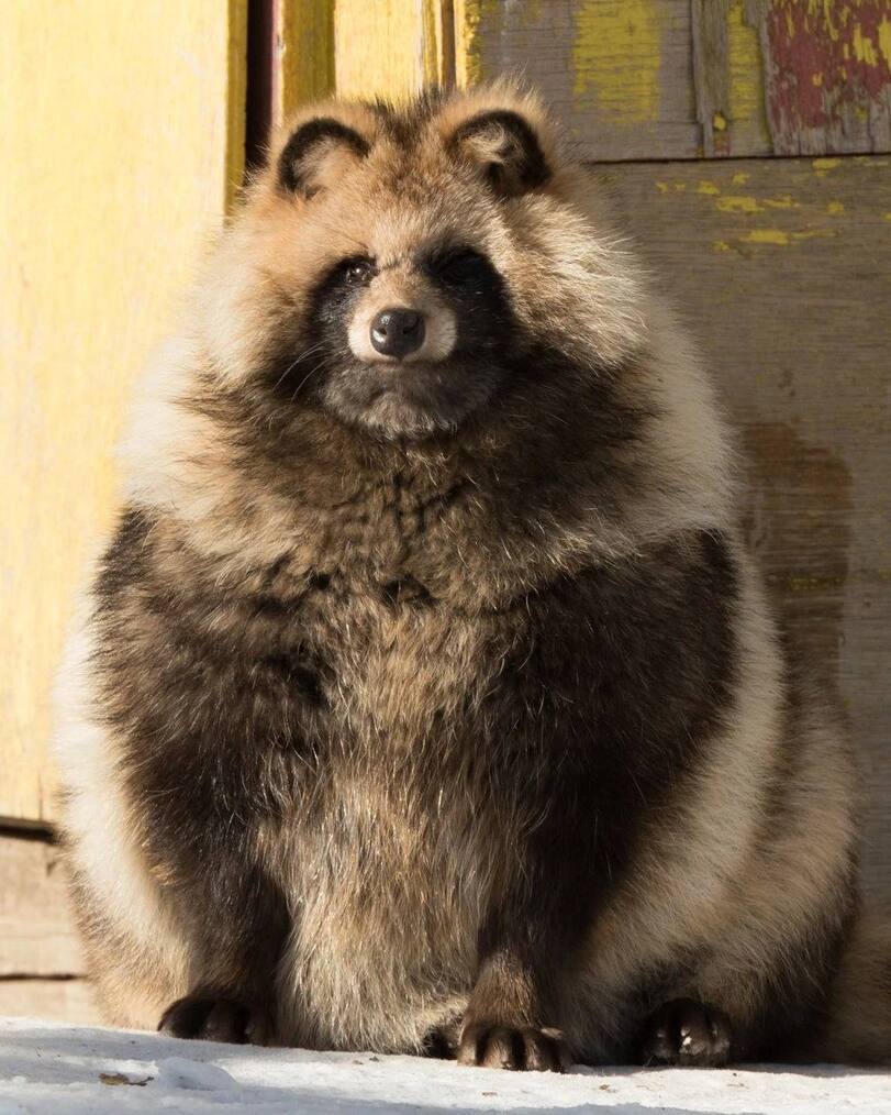 Holy fatness... - Raccoon dog, The bone is wide