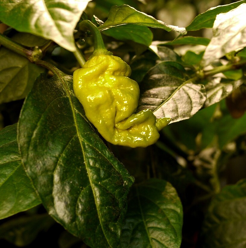 Evil pepper T-REX mustard - My, Pepper, Hot peppers, Plants, Houseplants, Longpost