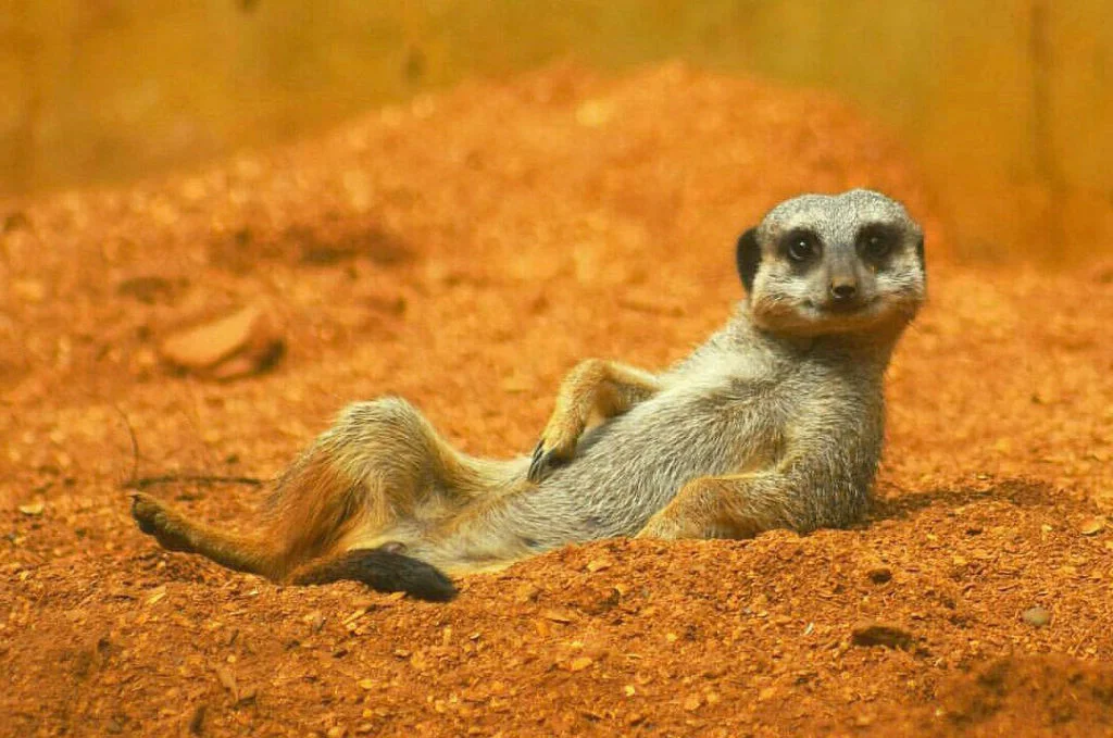 Hello, beauty. Will you sit next to each other? - The photo, Wild animals, Meerkat