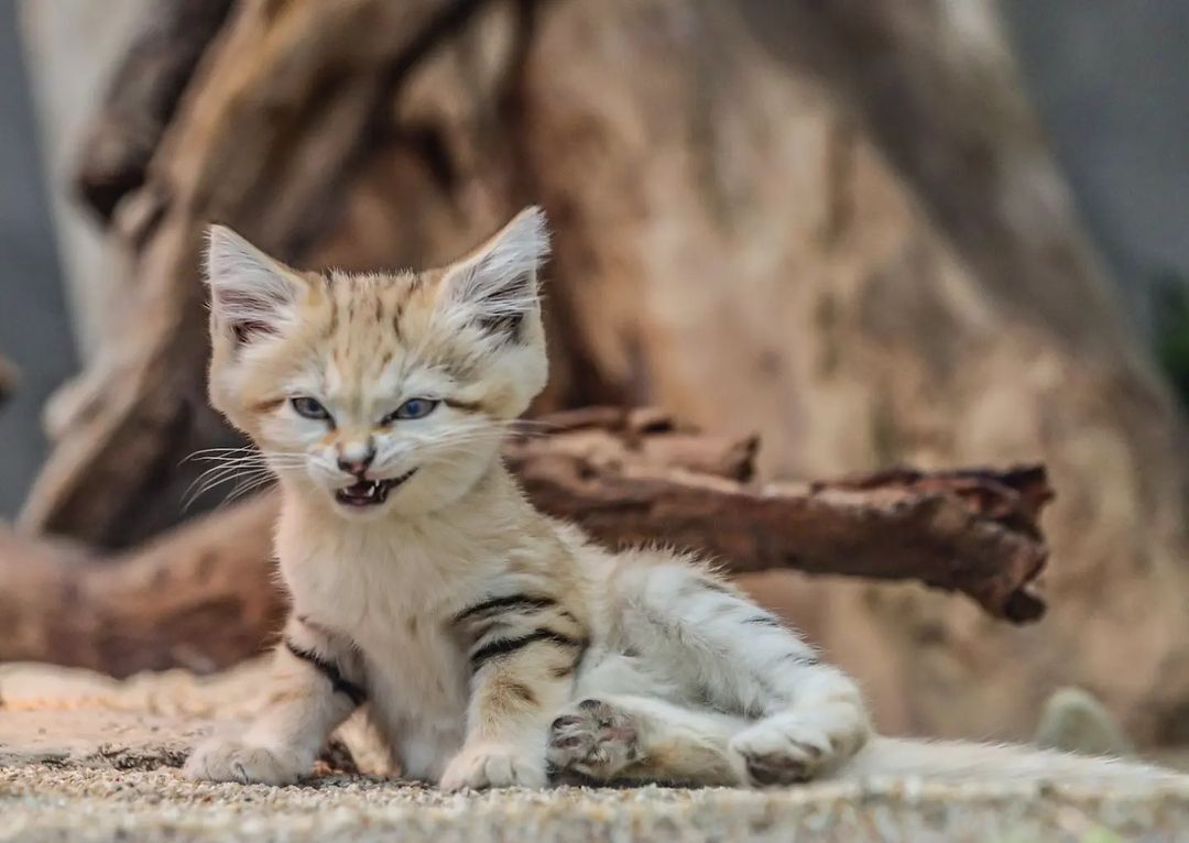 Better not awaken the beast in me! - Sand cat, Cat family, Wild animals, Predatory animals, Small cats, Japan, Zoo, Yokohama, Kittens, Positive, Milota, Longpost