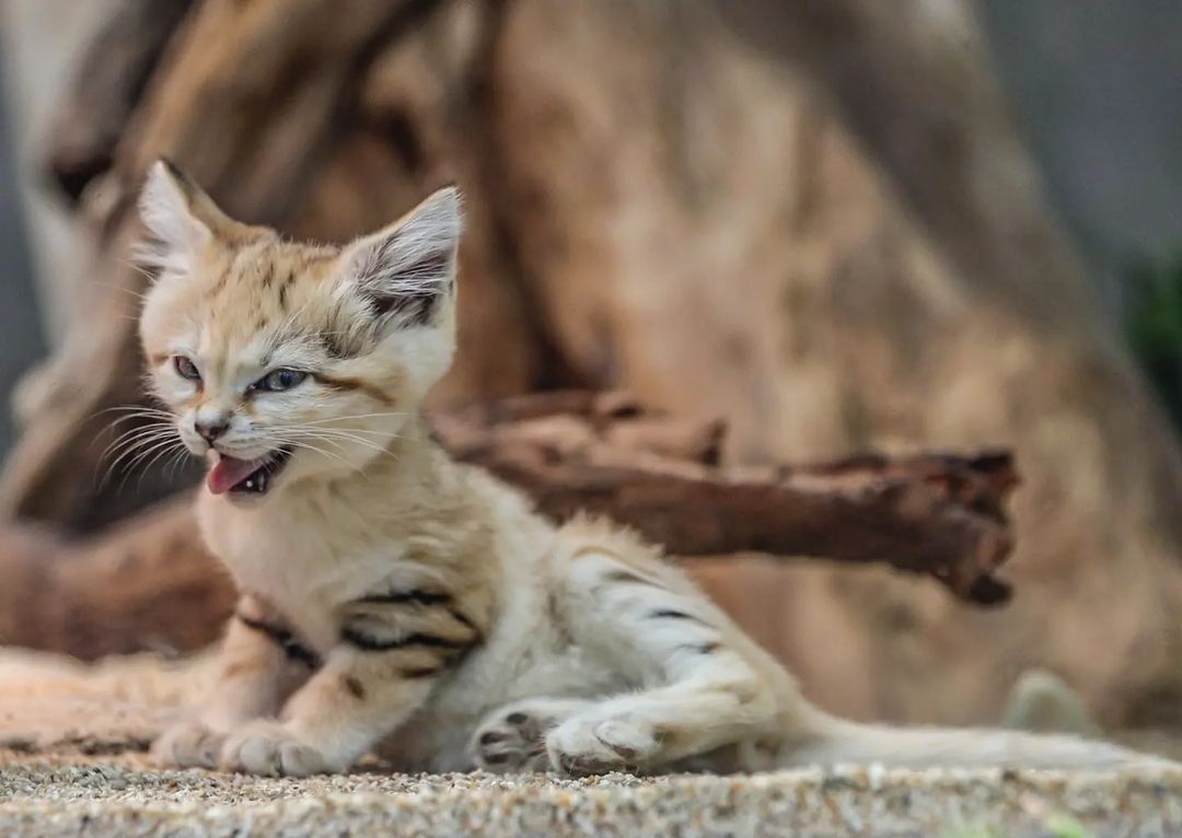 Better not awaken the beast in me! - Sand cat, Cat family, Wild animals, Predatory animals, Small cats, Japan, Zoo, Yokohama, Kittens, Positive, Milota, Longpost