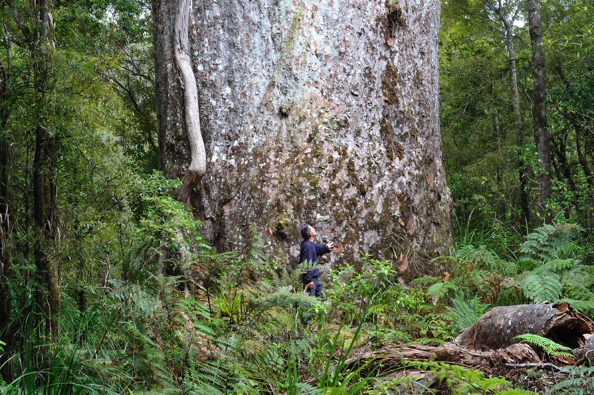 None of these giant trees were cut down. They are extracted from the ground, where they have lain for thousands of years. - Swamp, Tree, Fossil, New Zealand, Relict plants, Yandex Zen, Longpost