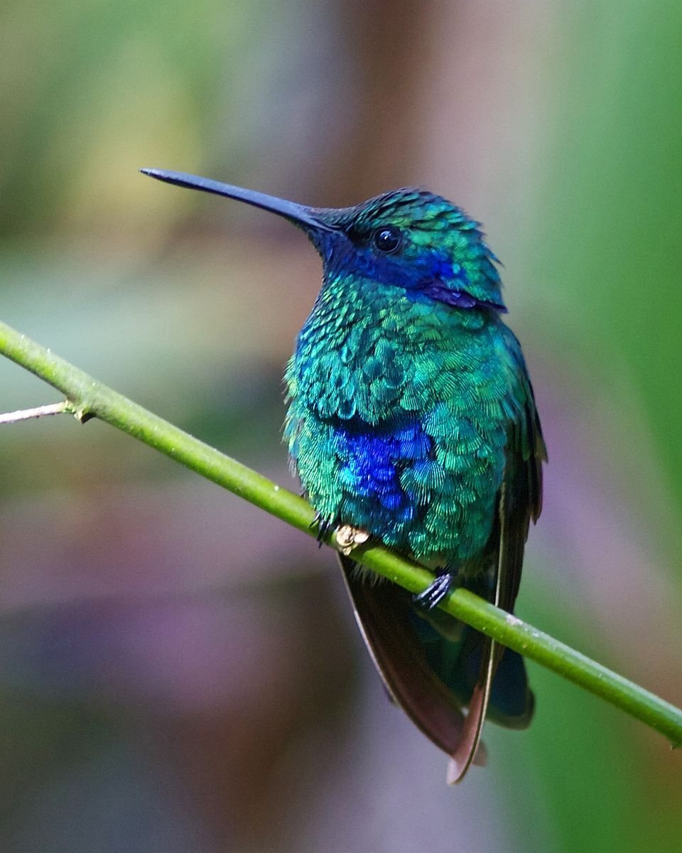 50 interesting facts about hummingbirds - Hummingbird, Birds, Longpost, Text, Facts, Interesting