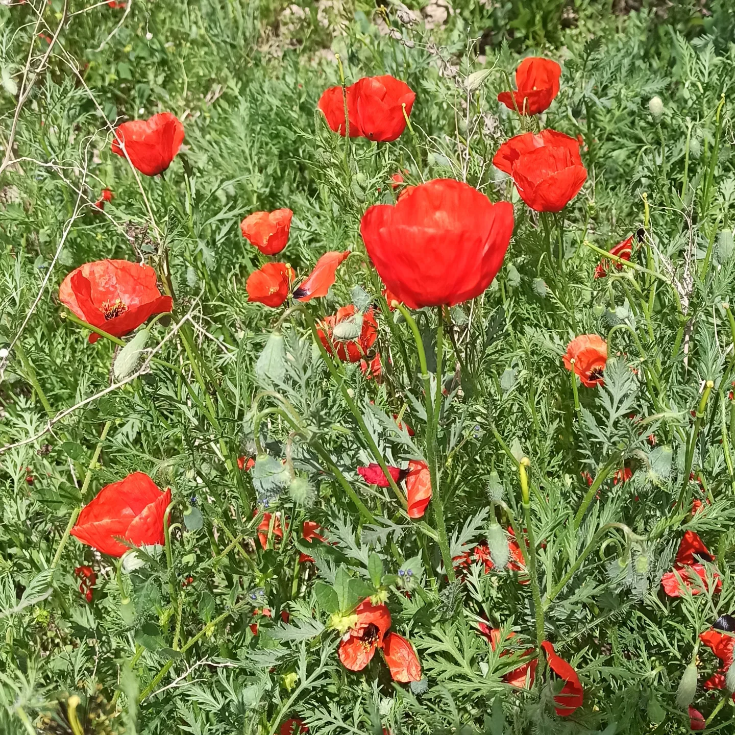 In Almaty, poppies are in full bloom in the fields - My, Spring, Nature, Poppy, Almaty