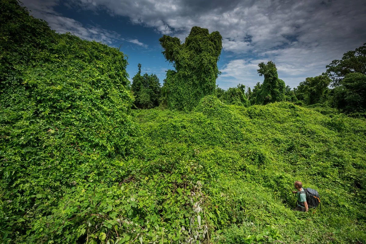 It turns out that in Russia there is a vine forest where flamingos live. The northernmost on the planet! - Russia, Liana, Forest, Nature, National park, Azerbaijan, beauty of nature, Yandex Zen, The nature of Russia, Longpost