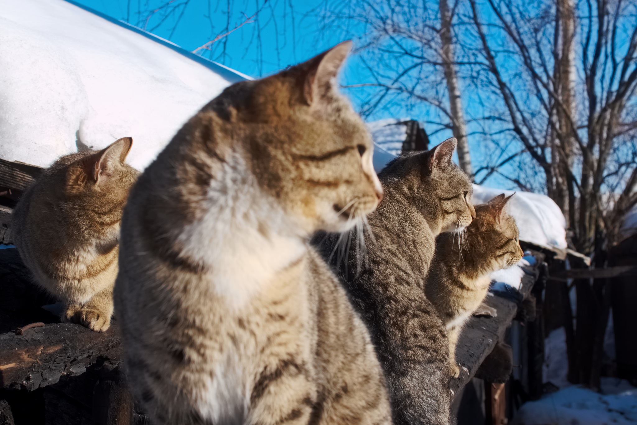 One of my favorite shots - My, Arkhangelsk, Snow, The photo, Spring, cat, Homeless animals