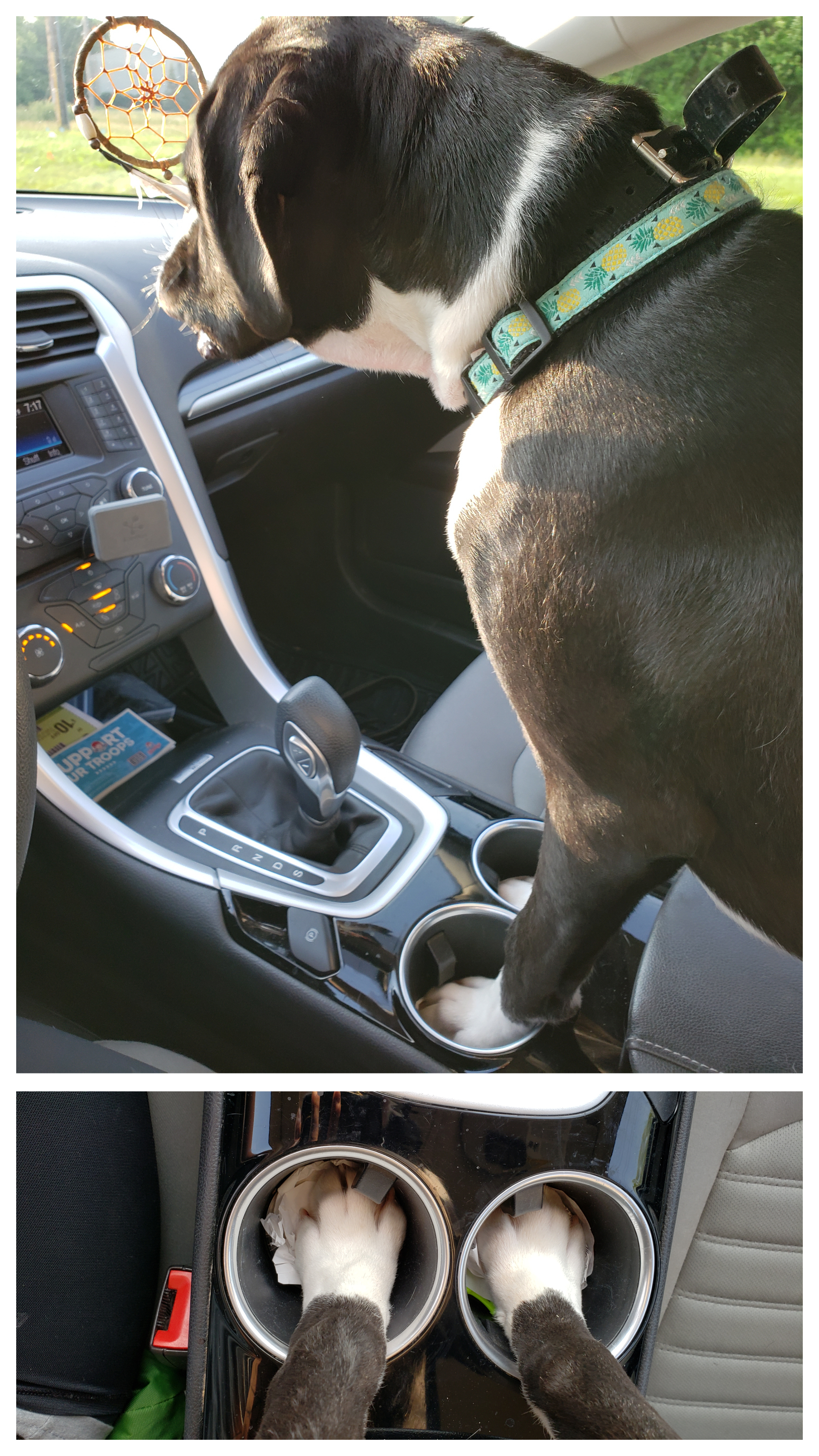 If you suddenly did not know why you need cup holders in the car - Auto, Paws, Milota, Cup holder, Dog