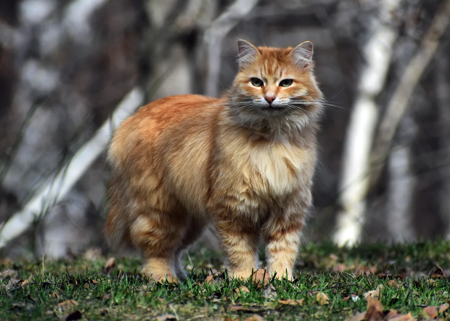 Forest cat - My, cat, Forest, Spring, Longpost