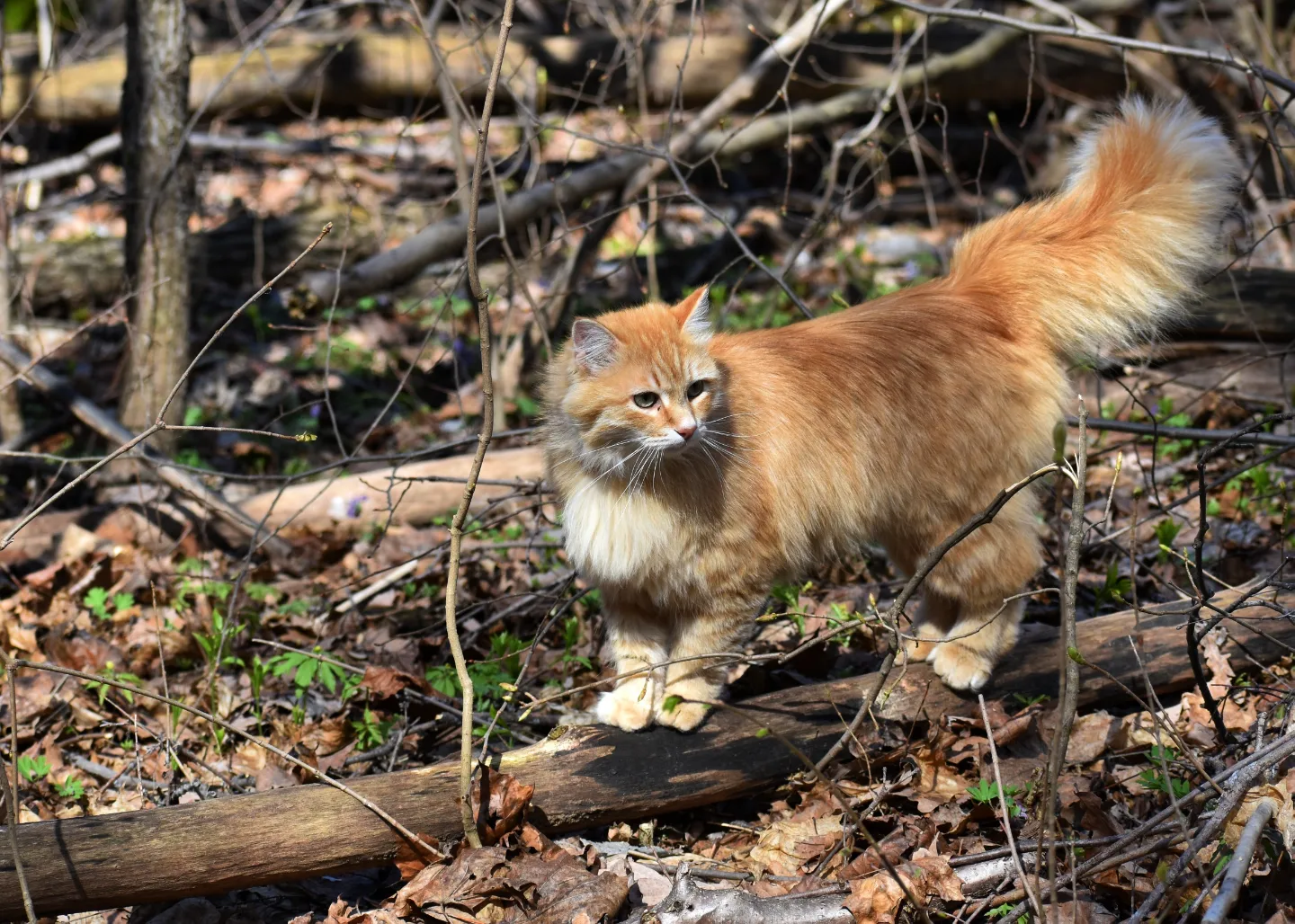 Forest cat - My, cat, Forest, Spring, Longpost