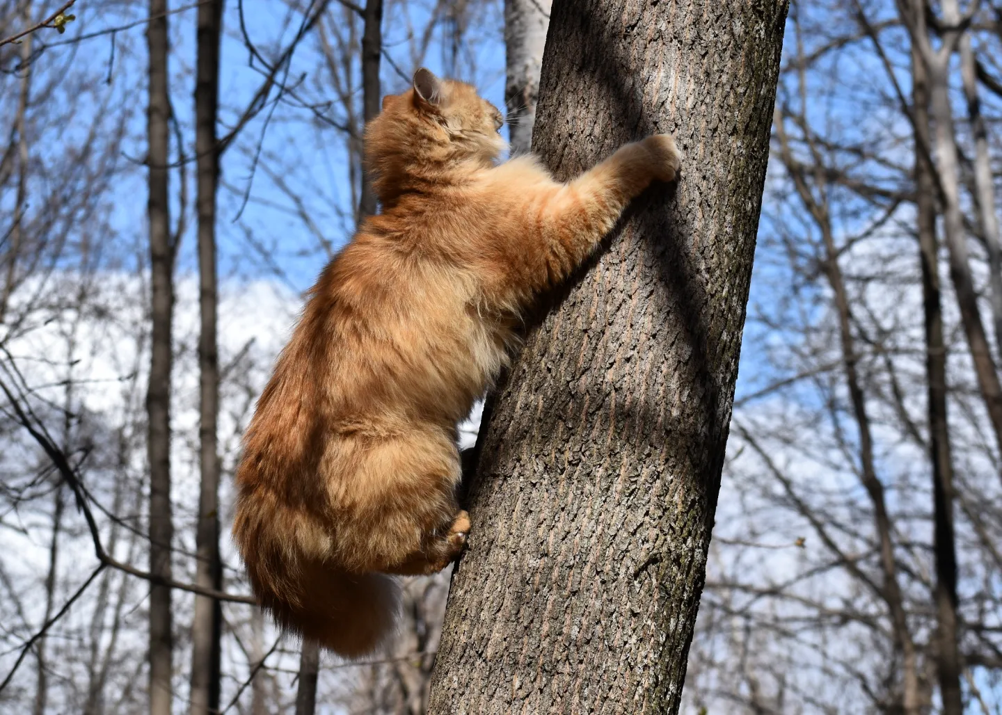 Forest cat - My, cat, Forest, Spring, Longpost