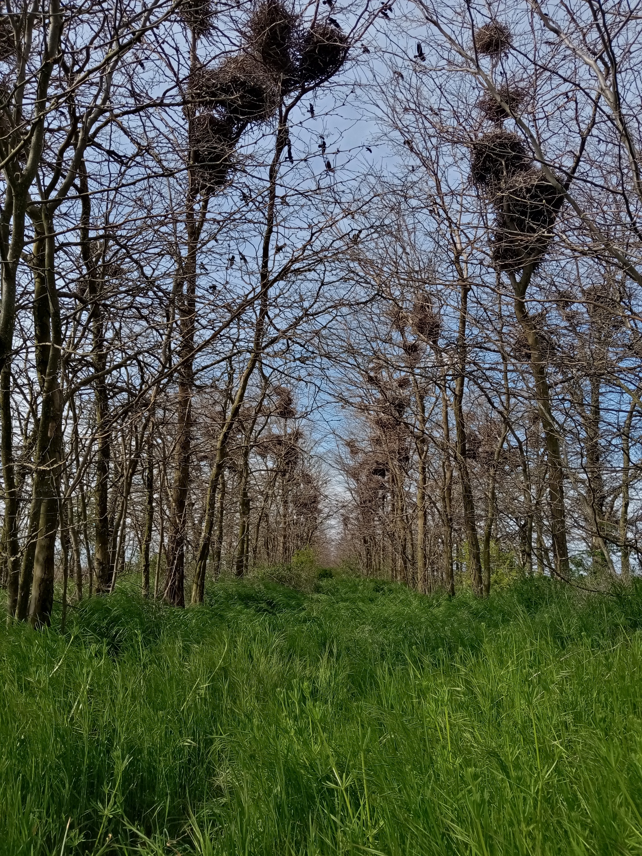 Raven Gray - My, The photo, Nature, Crow, Nest, Longpost