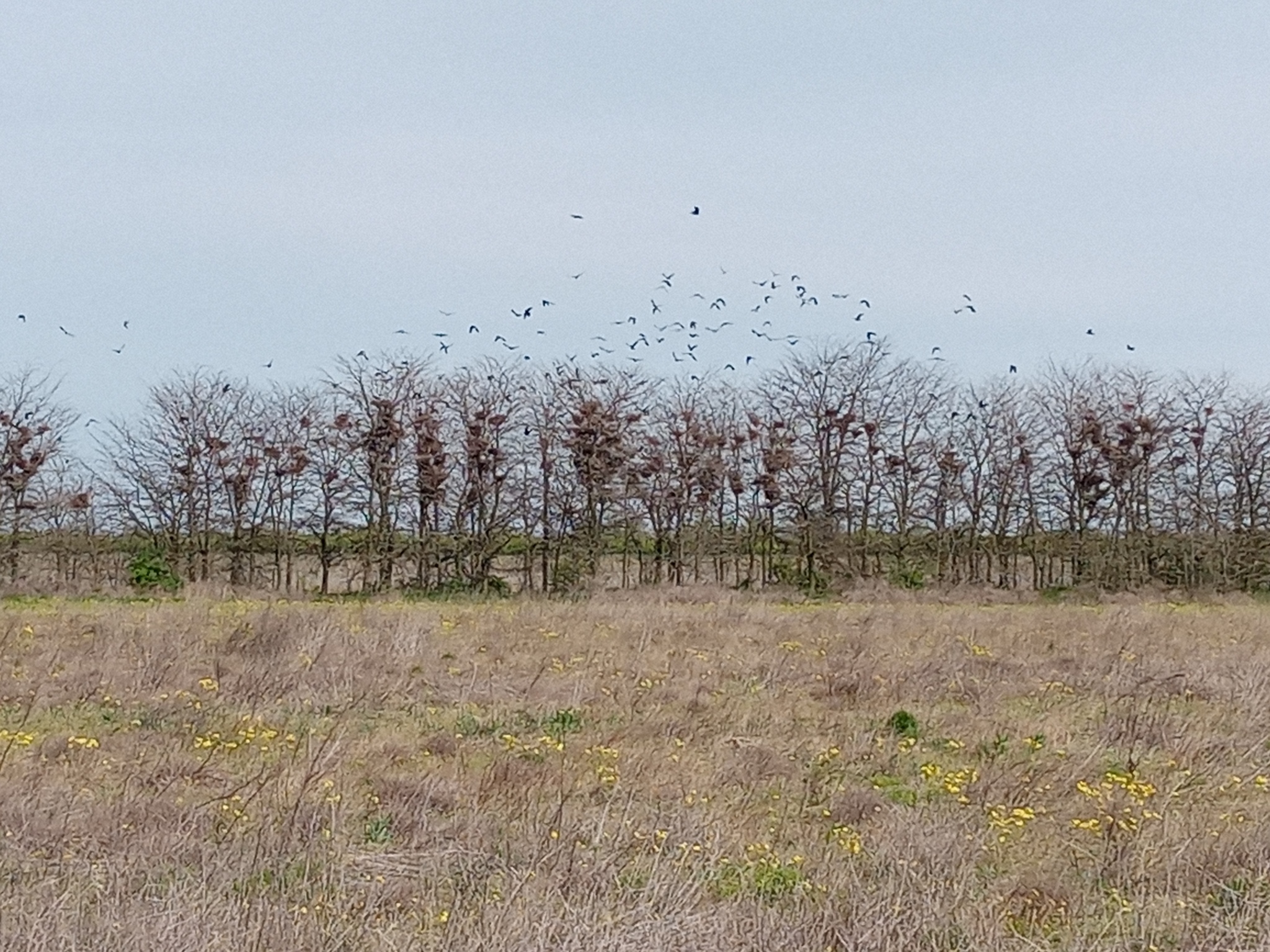 Raven Gray - My, The photo, Nature, Crow, Nest, Longpost