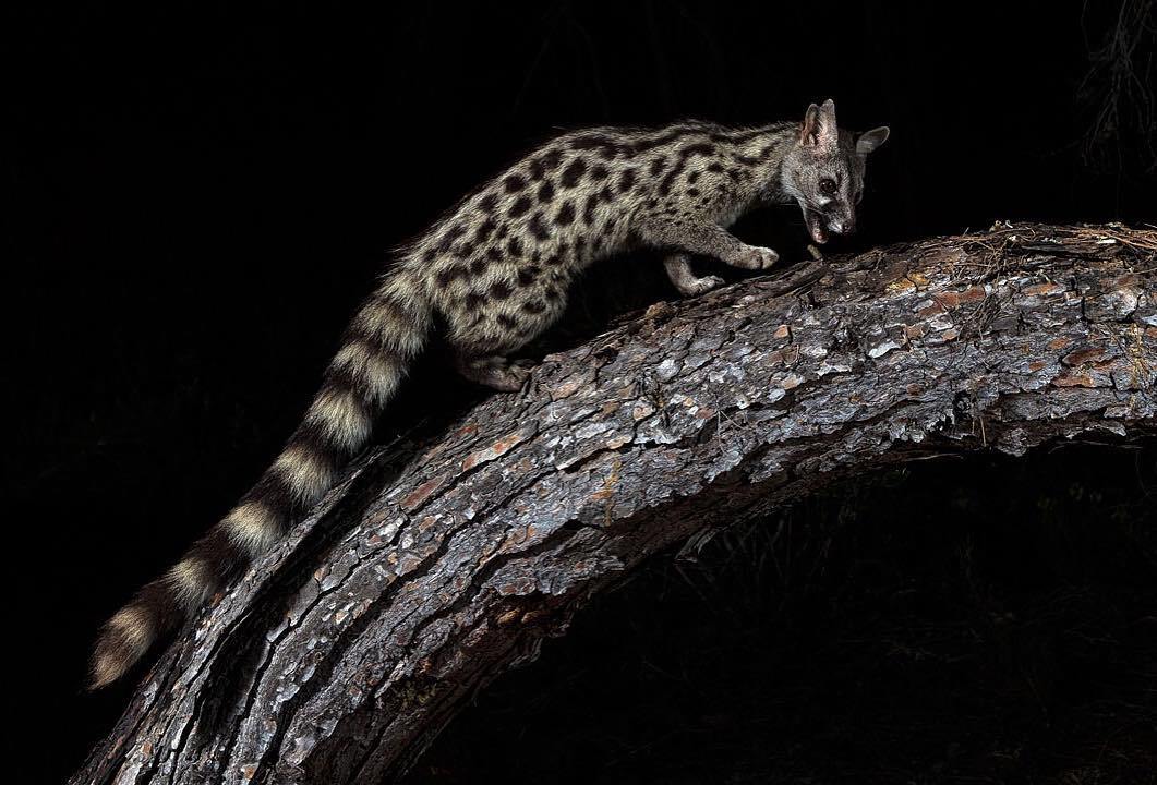 Geneta Isabella - Rare view, Endemic, Genets, Predatory animals, Wild animals, wildlife, Spain, The photo, Wyvernaceae