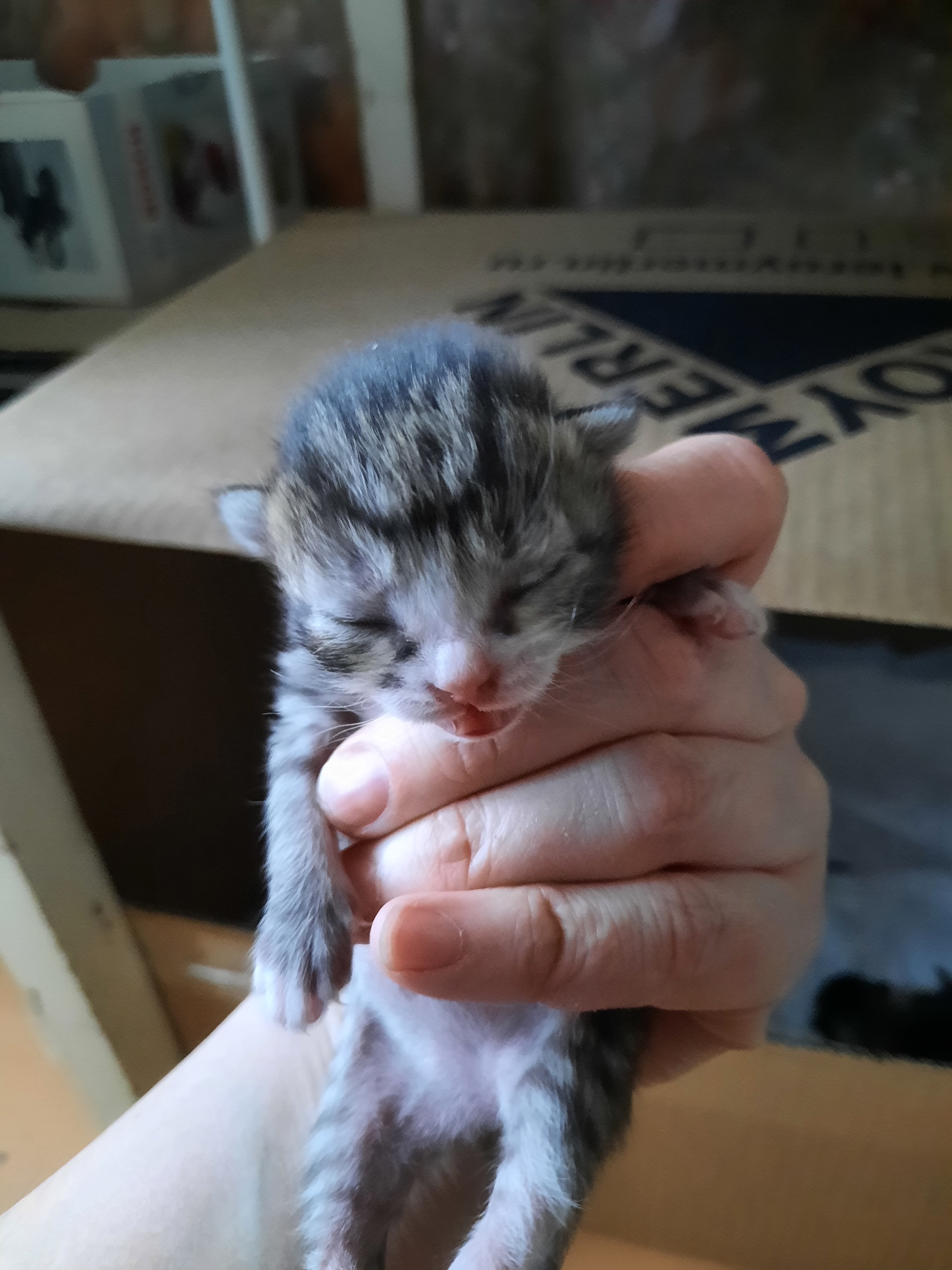 Новорожденные котята сфинкса