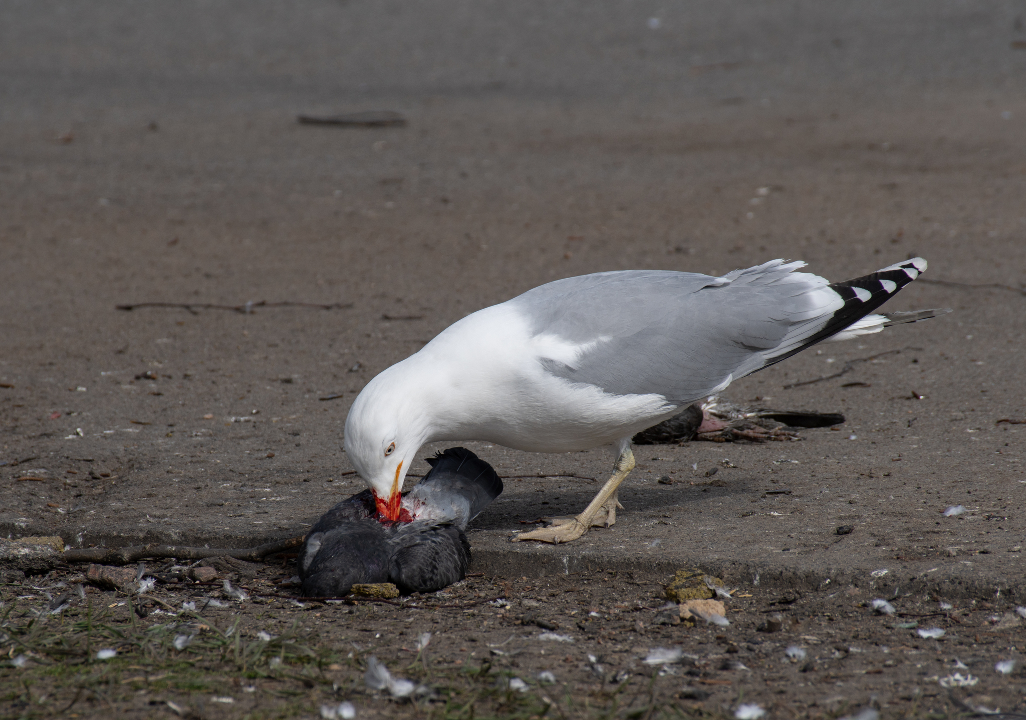 Successful hunt - My, Saint Petersburg, Seagulls