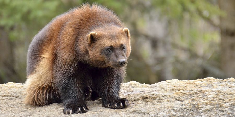 Wolverine - Wolverines, Cunyi, Wild animals, Predatory animals, Interesting, Informative, wildlife, Video, Youtube, Longpost