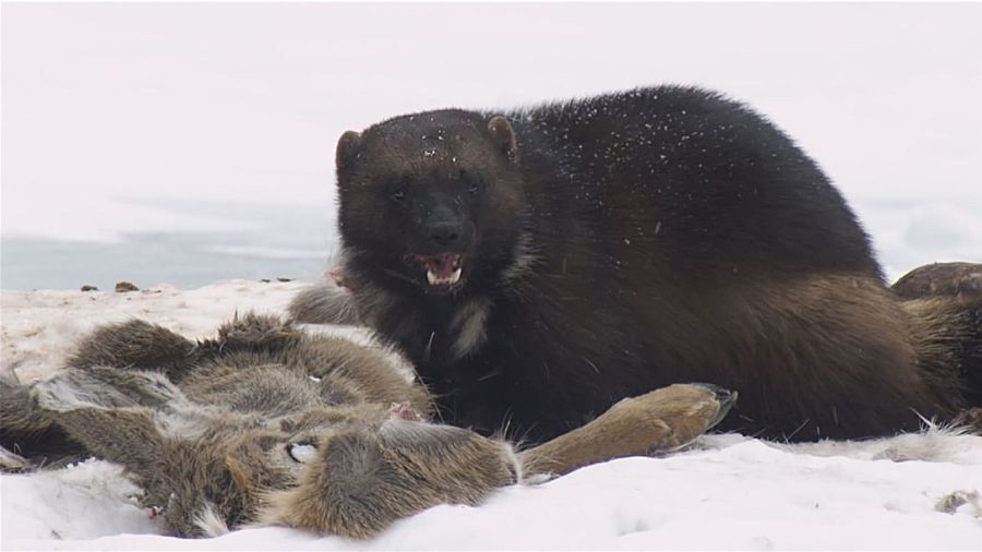 Wolverine - Wolverines, Cunyi, Wild animals, Predatory animals, Interesting, Informative, wildlife, Video, Youtube, Longpost