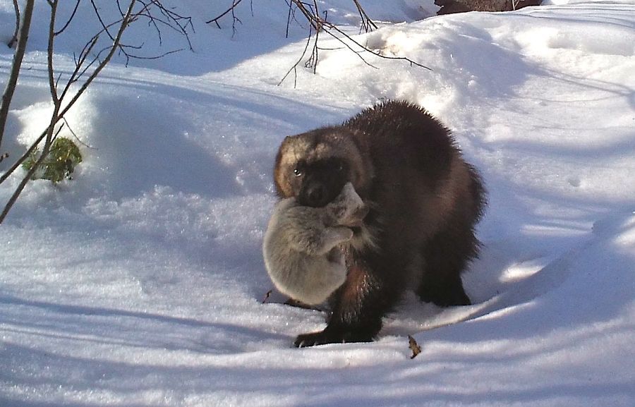 Wolverine - Wolverines, Cunyi, Wild animals, Predatory animals, Interesting, Informative, wildlife, Video, Youtube, Longpost