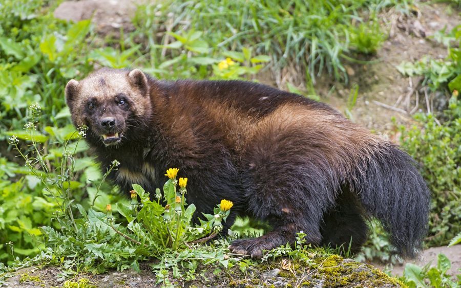 Wolverine - Wolverines, Cunyi, Wild animals, Predatory animals, Interesting, Informative, wildlife, Video, Youtube, Longpost