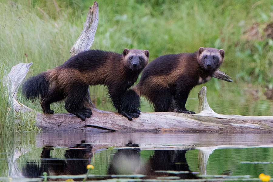 Wolverine - Wolverines, Cunyi, Wild animals, Predatory animals, Interesting, Informative, wildlife, Video, Youtube, Longpost