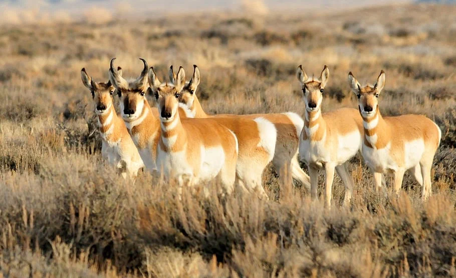 Pronghorn: Only a cheetah will keep up with him. The oldest ungulate of America accelerates to a speed of 98 km / h - Ungulates, Animal book, Yandex Zen, Animals, Longpost