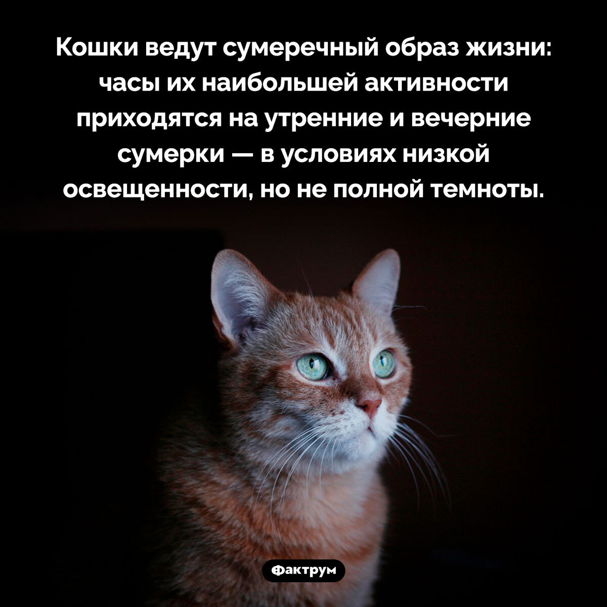 Подборка интересных фактов № 61 - Картинка с текстом, Познавательно, Подборка, Факты, Фактрум, Длиннопост