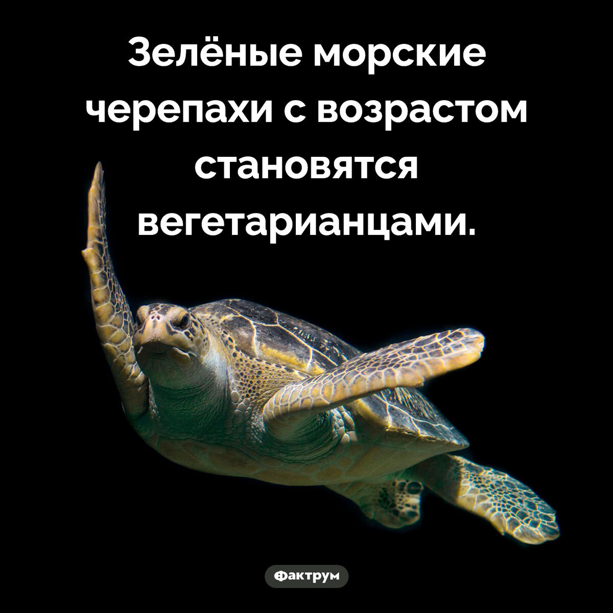 Подборка интересных фактов № 61 - Картинка с текстом, Познавательно, Подборка, Факты, Фактрум, Длиннопост