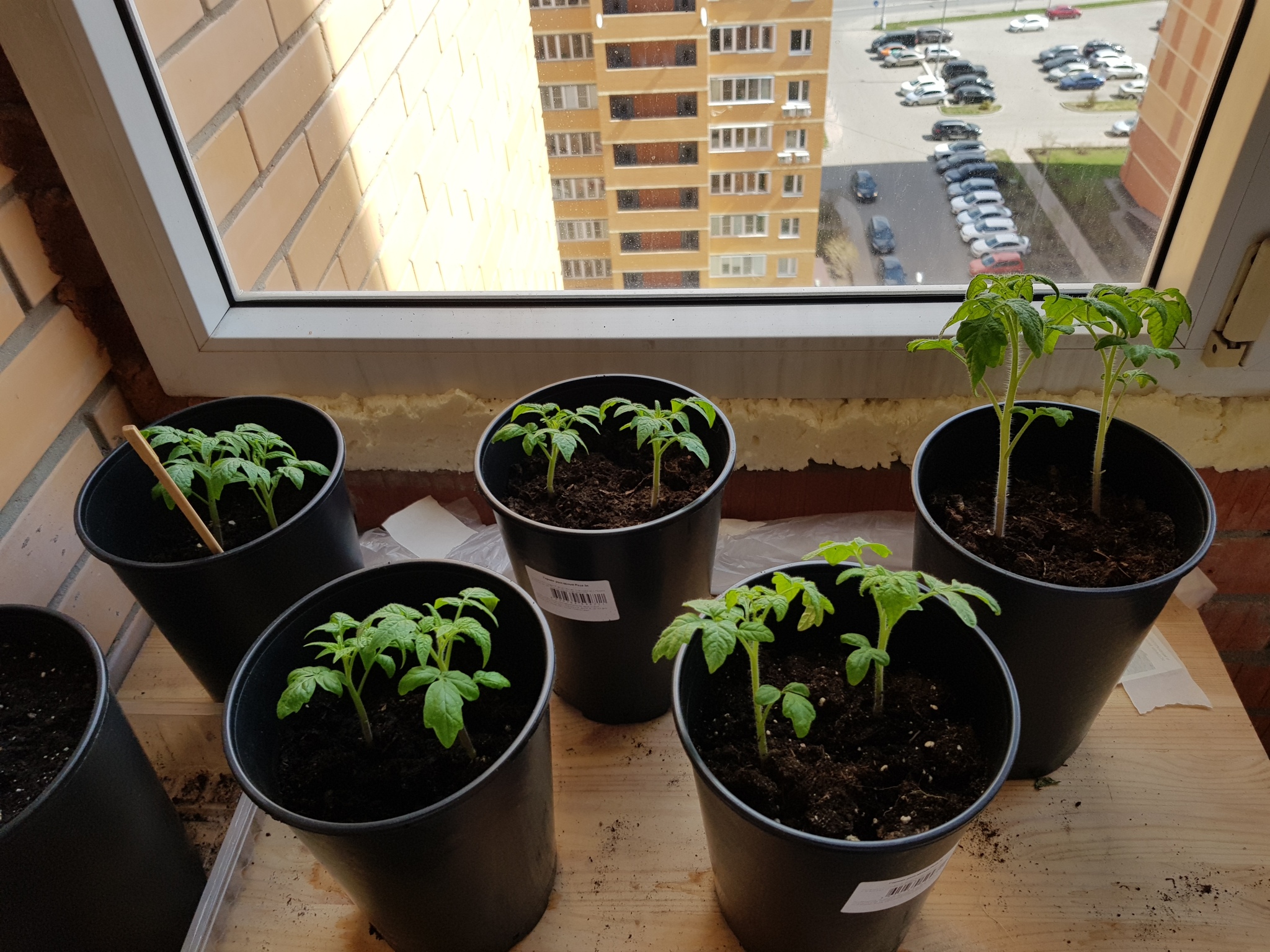 Continuation of the post I planted means parsley, basil, parsley, lettuce and 2 types of radishes - My, Plant growing, Balcony, Garden, Microgreens, Reply to post, Longpost