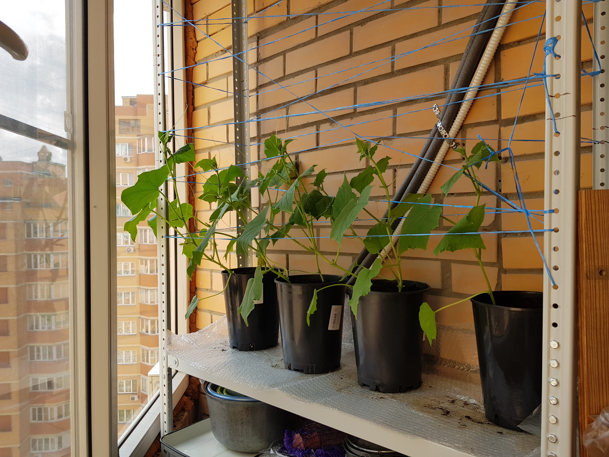 Continuation of the post I planted means parsley, basil, parsley, lettuce and 2 types of radishes - My, Plant growing, Balcony, Garden, Microgreens, Reply to post, Longpost