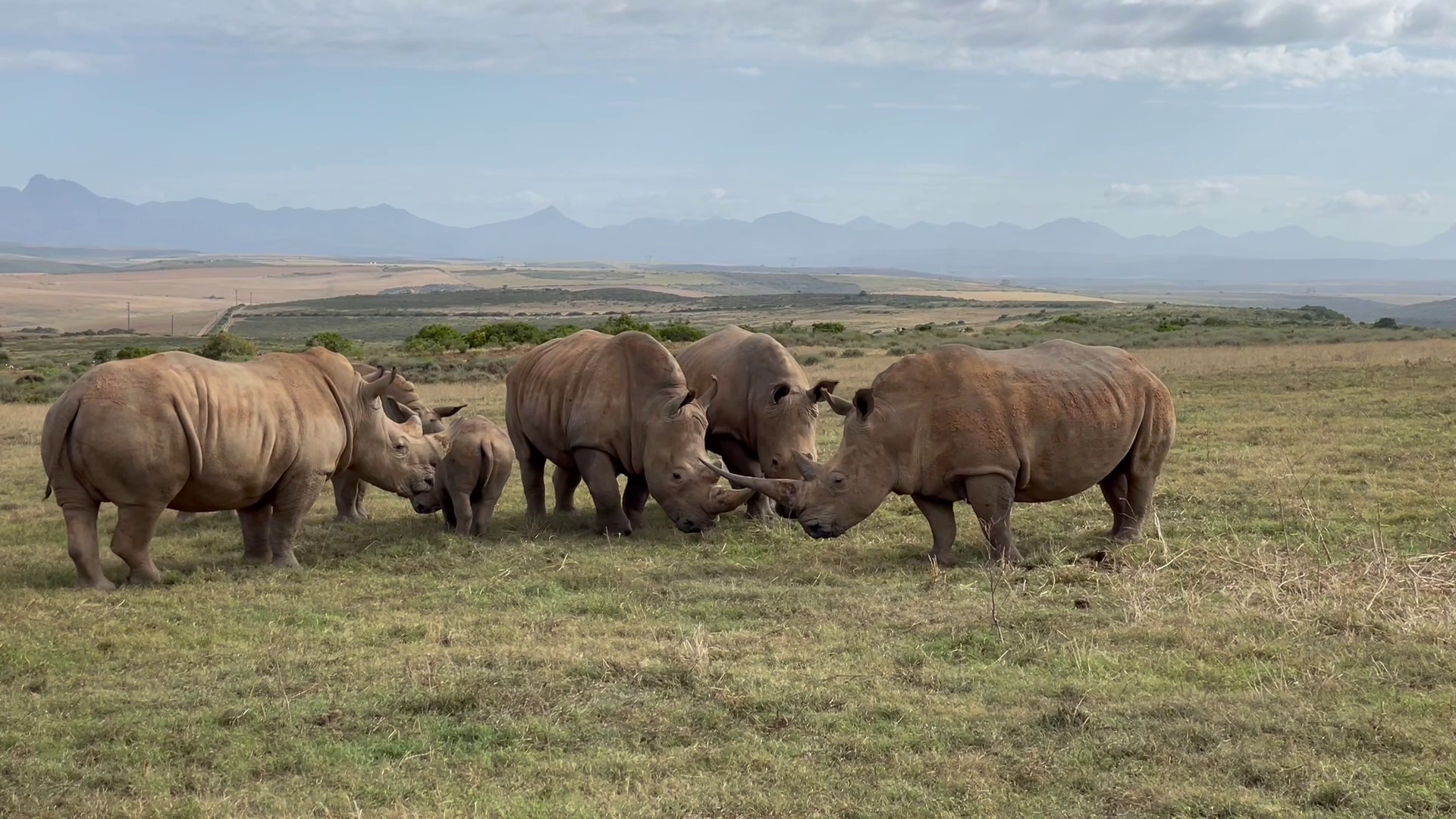 South Africa - Is it really dangerous in Africa? A great trip to South Africa. Part 1 - My, Tourism, South Africa, Africa, South Africa, Travels, Video, Youtube, Longpost