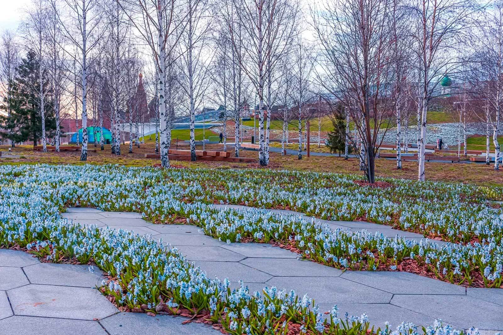 Flowering in Zaryadye - Flowers, Moscow, Zaryadye, Longpost, Bloom, The photo