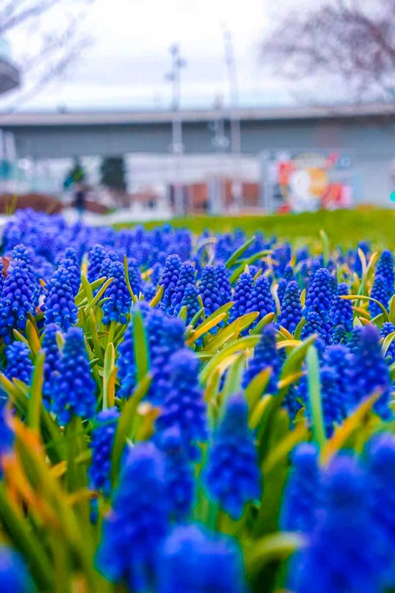 Flowering in Zaryadye - Flowers, Moscow, Zaryadye, Longpost, Bloom, The photo